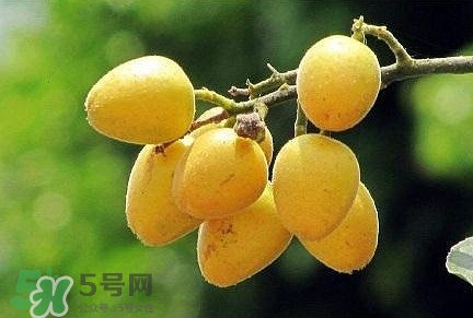 黃皮果品種有哪些？黃皮果哪個(gè)品種好吃