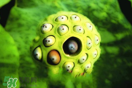 蓮蓬什么味道？蓮蓬好吃嗎？