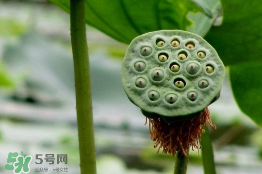 蓮蓬和蓮藕一樣嗎？蓮蓬和蓮藕的區(qū)別