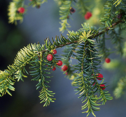 紅豆杉有毒嗎？紅豆杉是否可以直接食用