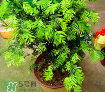 紅豆杉怎么養(yǎng)植？紅豆杉的養(yǎng)殖方法和注意事項