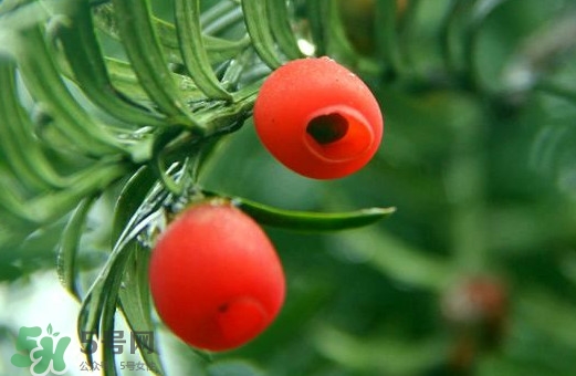 紅豆杉的果實(shí)能吃嗎？紅豆杉都有那些品種？