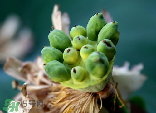 新鮮蓮蓬孕婦能吃嗎？孕婦可以吃新鮮蓮蓬嗎？