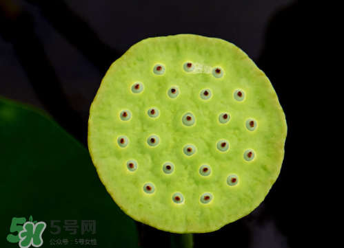 新鮮蓮蓬孕婦能吃嗎？孕婦可以吃新鮮蓮蓬嗎？