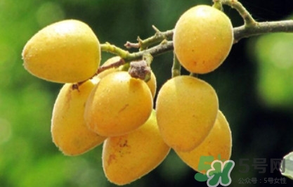 黃皮果可以和香蕉一起吃嗎？黃皮果的食用禁忌有哪些