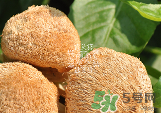 猴菇的作用 猴頭菇的功效 猴菇的作用 猴頭菇的功效