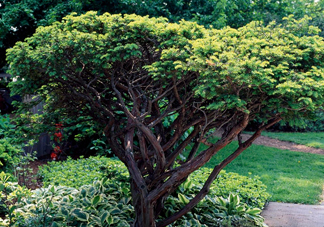 紅豆杉是什么？紅豆杉是裸子植物還是被子植物