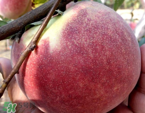 脆桃有什么營養(yǎng)？脆桃的營養(yǎng)價(jià)值