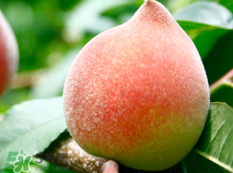 脆桃是什么品種？脆桃什么時候上市