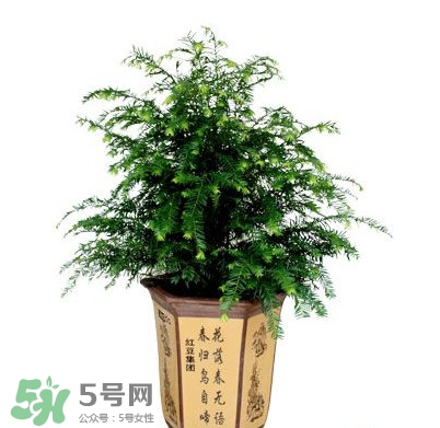 紅豆杉葉子干枯要怎么做？紅豆杉枯萎救治方法