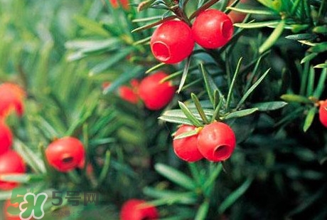 紅豆杉的果實(shí)能吃嗎？紅豆杉都有那些品種？