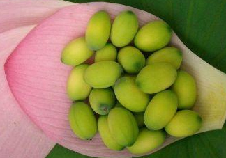 蓮蓬子中間的芯能吃嗎？蓮蓬子的功效與作用