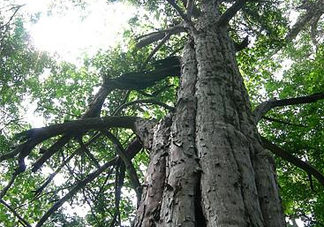 紅豆杉是紅木嗎？紅豆杉是國際幾級保護(hù)植物？