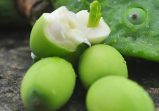 蓮蓬子怎么吃？蓮蓬子可以生吃嗎？