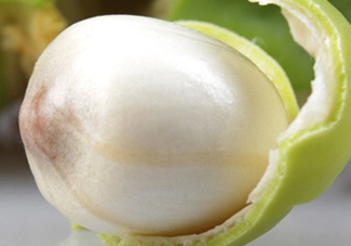 蓮蓬什么味道？蓮蓬好吃嗎？