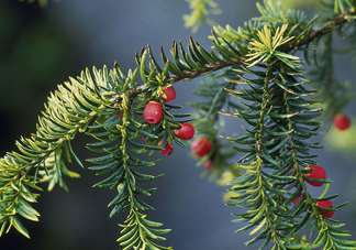 紅豆杉有毒嗎？紅豆杉是否可以直接食用