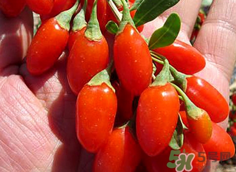 如何辨別枸杞是否新鮮？鮮枸杞可以直接食用嗎