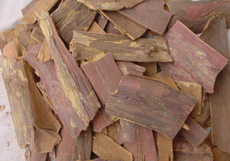 紅豆杉樹皮多少錢一斤？2017紅豆杉市場(chǎng)價(jià)