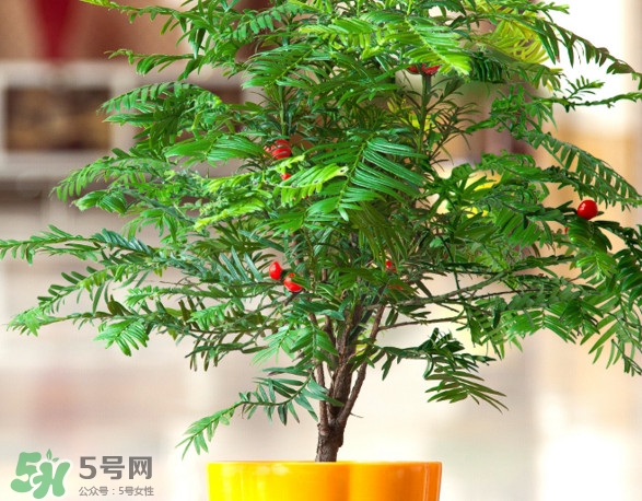 紅豆杉葉子干枯要怎么做？紅豆杉枯萎救治方法