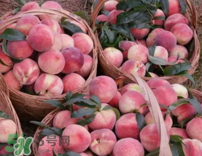 脆桃和軟桃哪個好吃？脆桃跟軟桃有什么區(qū)別？