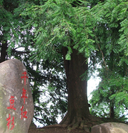 紅豆杉有毒嗎？紅豆杉是否可以直接食用