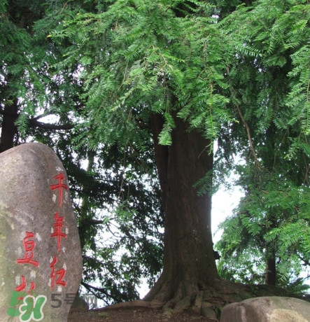 紅豆杉是什么？紅豆杉是裸子植物還是被子植物