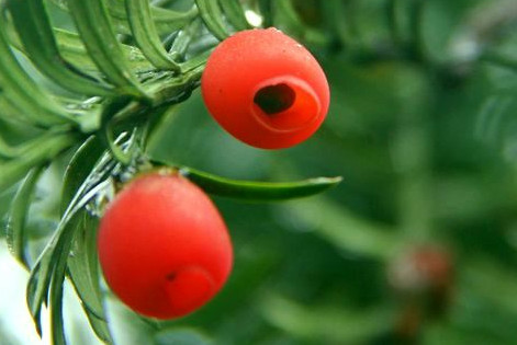 紅豆杉有毒嗎？紅豆杉是否可以直接食用