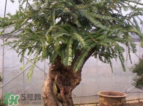 紅豆杉是紅木嗎？紅豆杉是國際幾級保護(hù)植物？