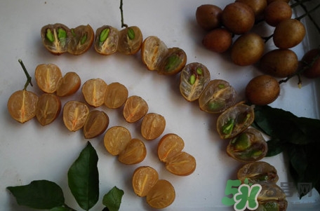 黃皮果核能治療什么病？黃皮核的功效與作用