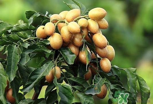 黃皮果核可以種嗎？黃皮果核可以吃嗎