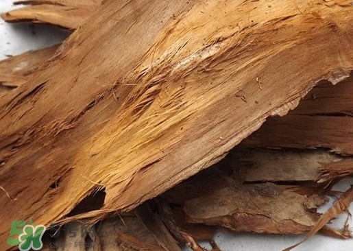 紅豆杉樹皮多少錢一斤？2017紅豆杉市場價