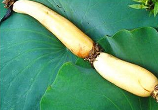 蓮蓬和蓮藕一樣嗎？蓮蓬和蓮藕的區(qū)別