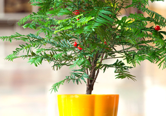 紅豆杉怎么養(yǎng)植？紅豆杉的養(yǎng)殖方法和注意事項(xiàng)