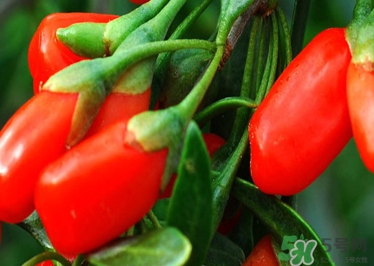 如何辨別枸杞是否新鮮？鮮枸杞可以直接食用嗎