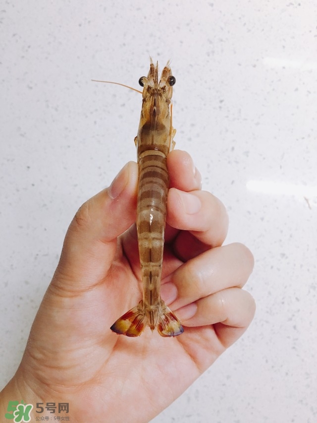 活基圍蝦怎么保存？活基圍蝦怎么處理干凈？