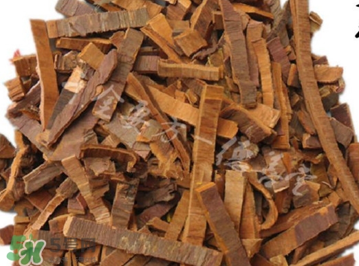 紅豆杉樹皮多少錢一斤？2017紅豆杉市場價