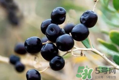 女人喝黑枸杞有什么用？女人喝黑枸杞要注意什么