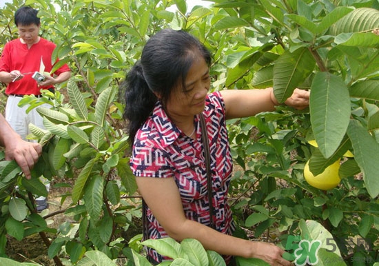 番石榴葉子能治糖尿病嗎？番石榴葉降血糖嗎？