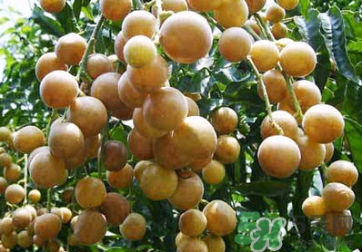 山黃皮就是黃皮果嗎？山黃皮和黃皮果的區(qū)別