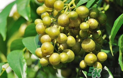 山黃皮怎么做好吃？山黃皮有什么藥用價(jià)值