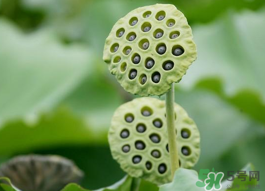 蓮蓬煮雞蛋有什么作用？蓮蓬煮雞蛋的做法