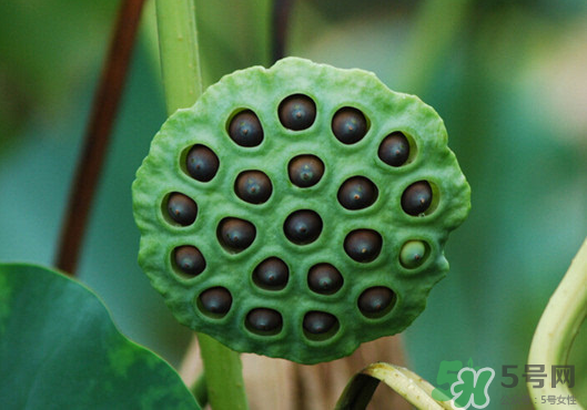 蓮蓬煮雞蛋有什么作用？蓮蓬煮雞蛋的做法