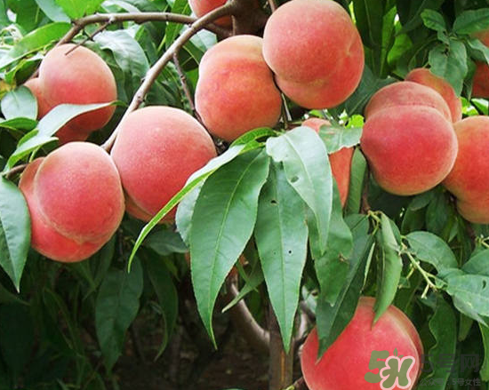 玉米和桃子能一起吃？桃子可以和玉米一起吃嗎？