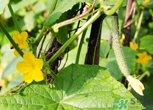 小暑種什么菜？小暑為什么要種牽?；?？