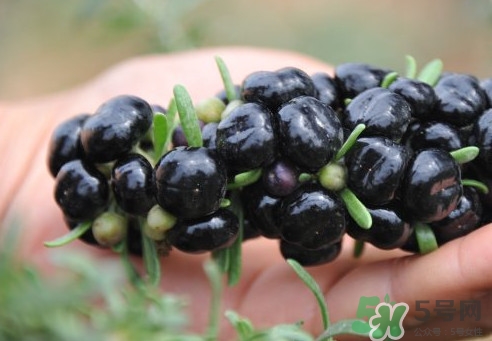 黑枸杞能降血糖嗎？血糖偏高能吃枸杞嗎