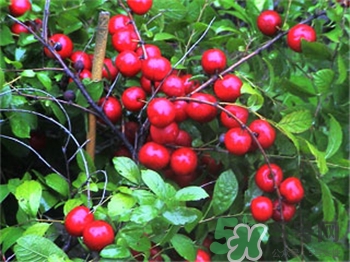 鈣果是什么東西?鈣果的價(jià)值