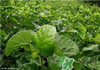 桑葉洗頭的作用 桑葉洗頭的功效 桑葉洗頭的作用 桑葉洗頭的功效