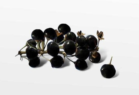 黑枸杞什么時候成熟？黑枸杞什么時候采摘