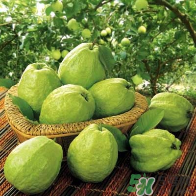 哺乳期可以吃番石榴嗎？哺乳期不能吃什么？