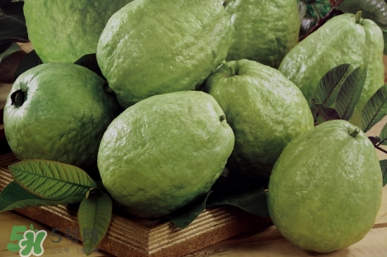 番石榴怎么選好吃？番石榴怎么判斷熟了？